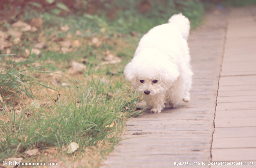  狗狗的世界是什么颜色？