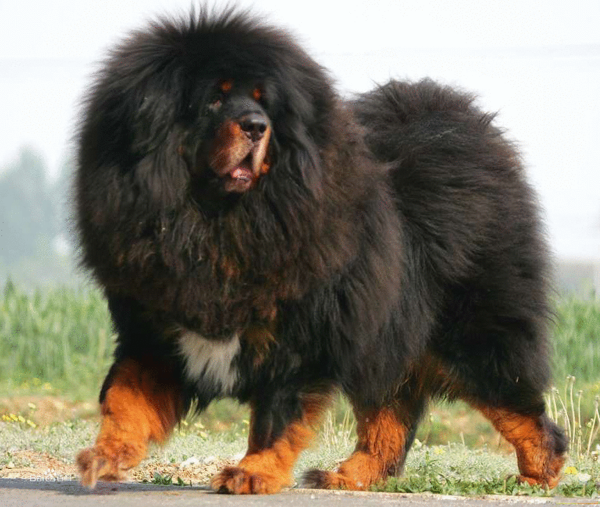  狗狗的世界是什么颜色？