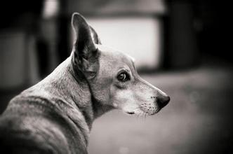  狗狗的世界是什么颜色？