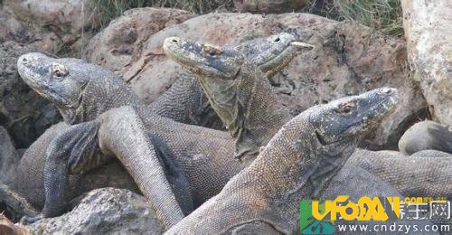 罗布泊的诡异事件,罗布泊的诡异事件视频